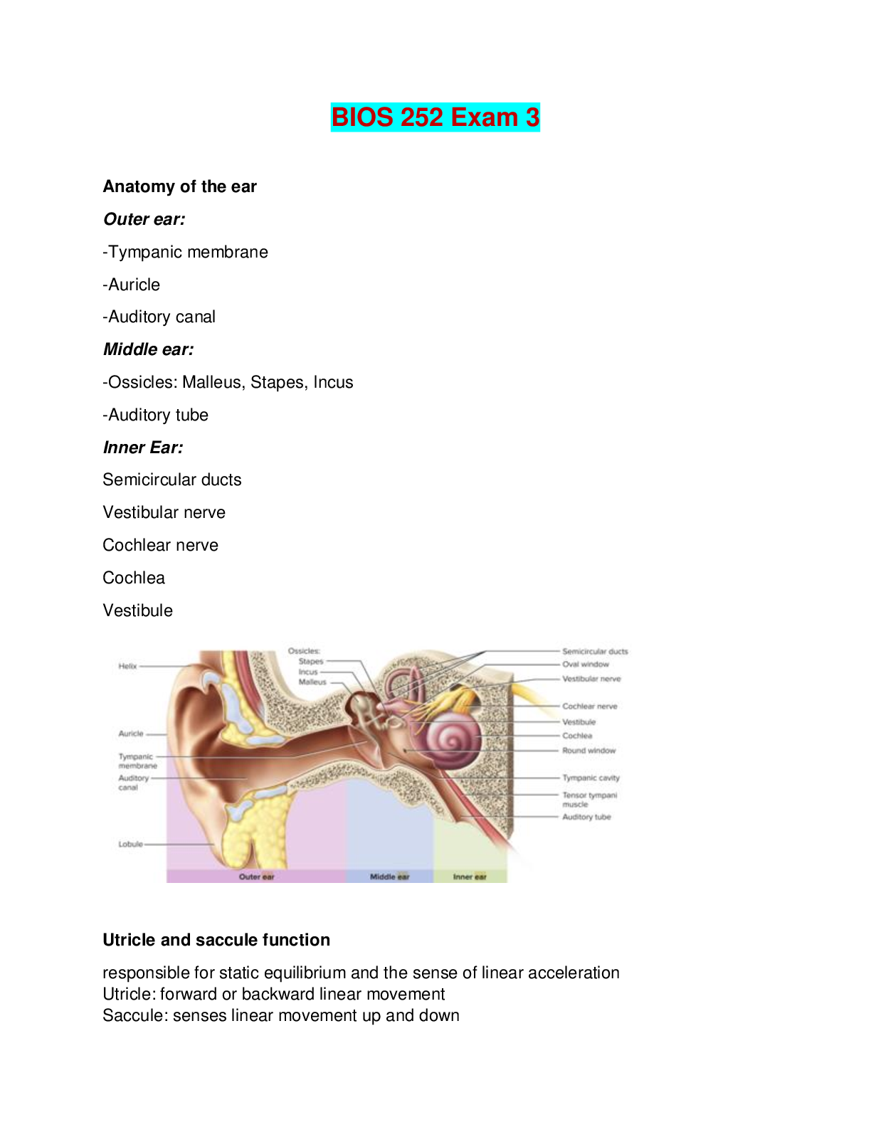BIOS 252 Exam 3 | BIOS 252 Anatomy and Physiology II with Lab