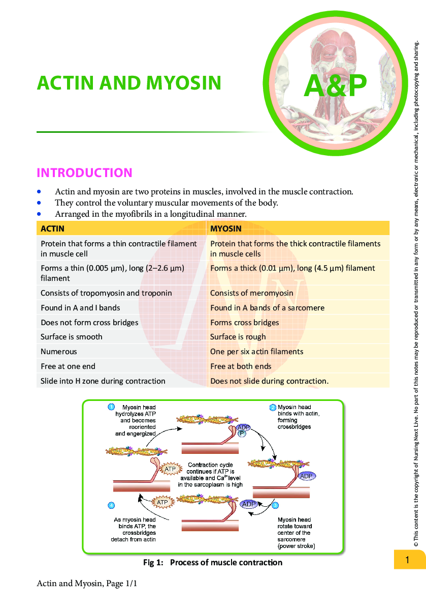 Preview image of A&P--Actin and myosin document