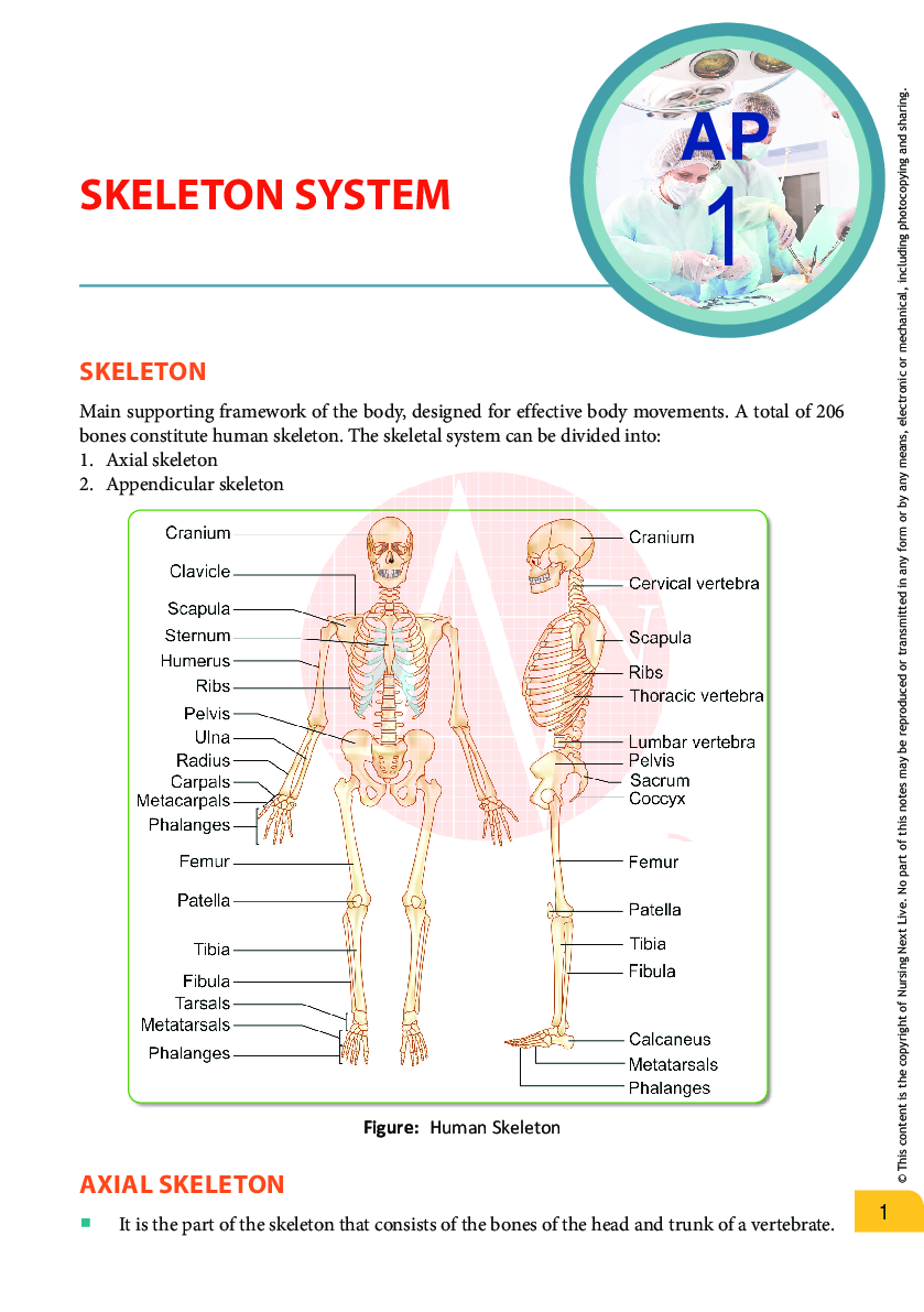 Preview image of A&P - Skeletal system document