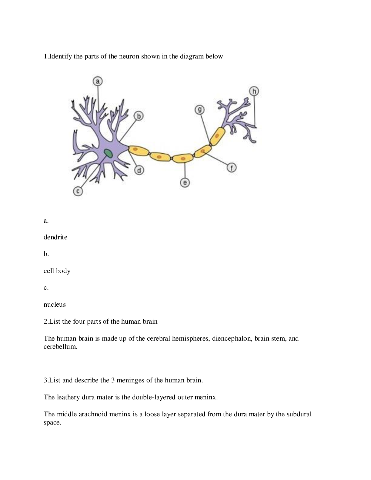 Preview image of A&P for final exam GUIDE 2022 document