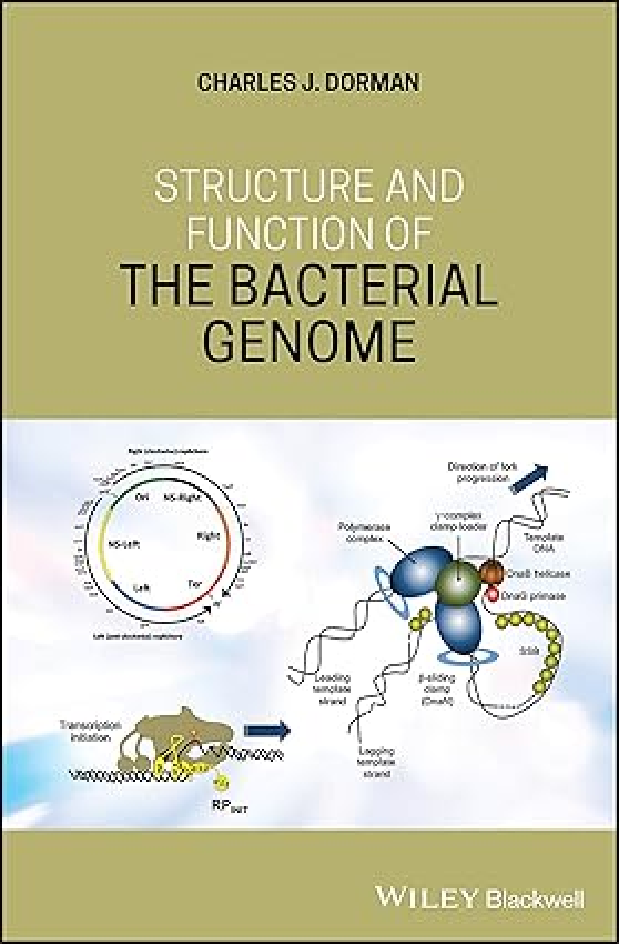 Preview image of eBook Structure and Function of the Bacterial Genome 1st Edition By Charles J. Dorman document