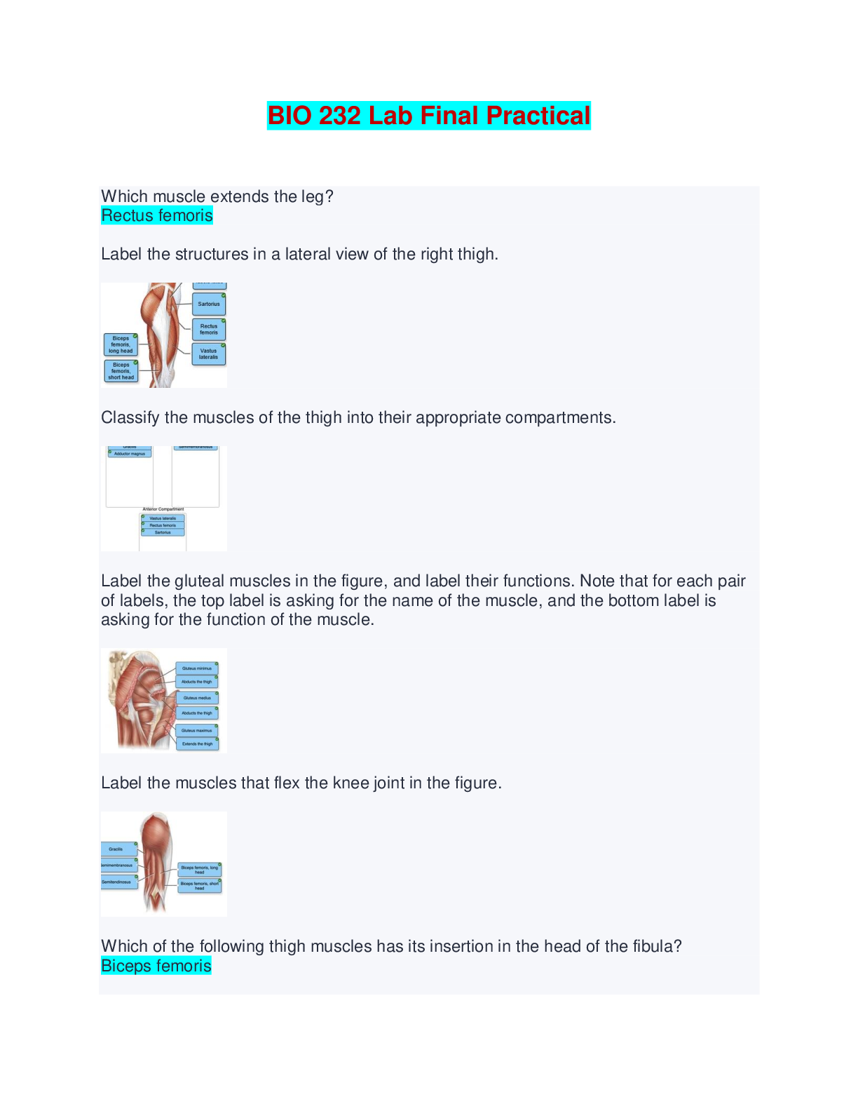 Preview of BIO 232 Lab Final Practical Exam (with pictures) - Questions with complete solutions