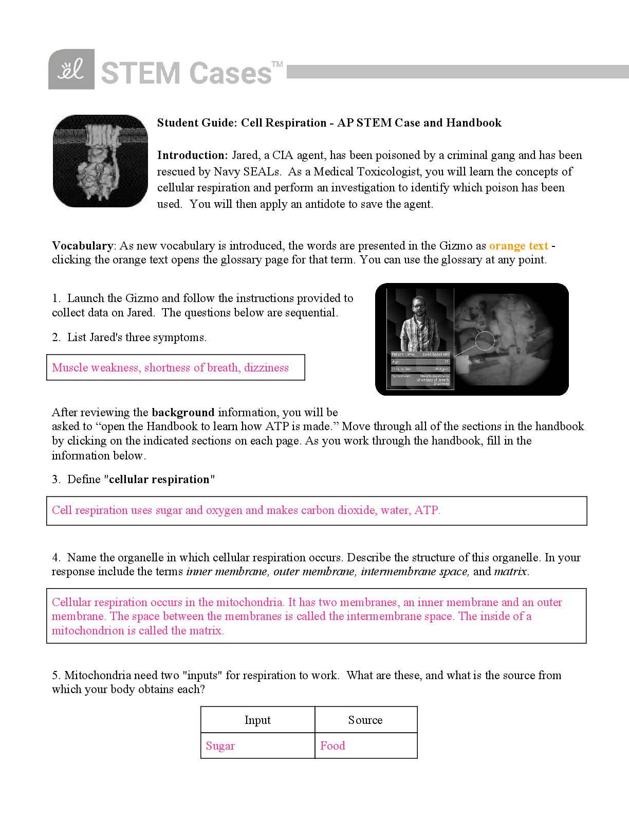 Preview image for Student Guide: Cell Respiration - AP STEM Case and HandbookStudent Guide: Cell Respiration - AP STEM Case and Handbook