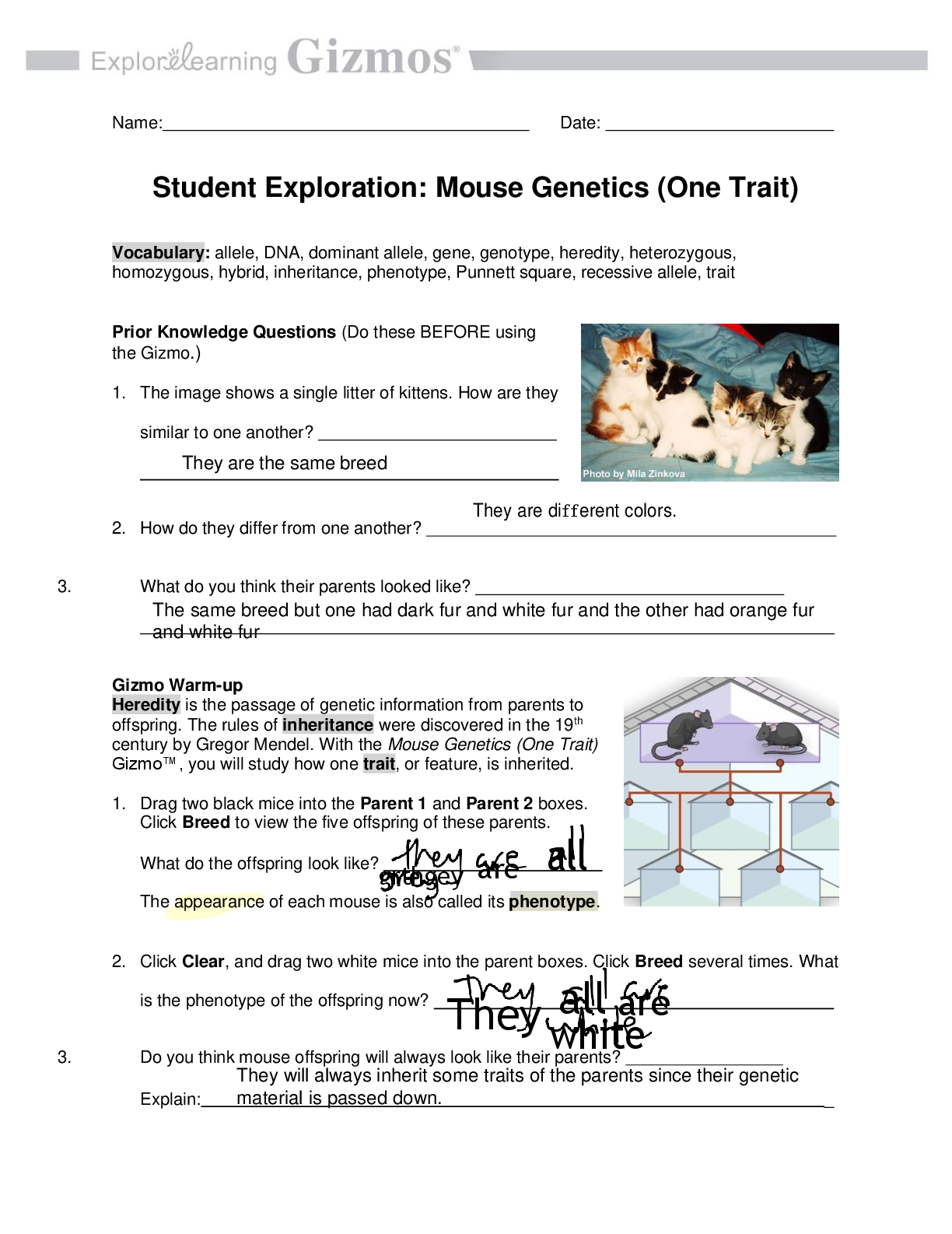 Preview image for Student Exploration: Mouse Genetics (One Trait