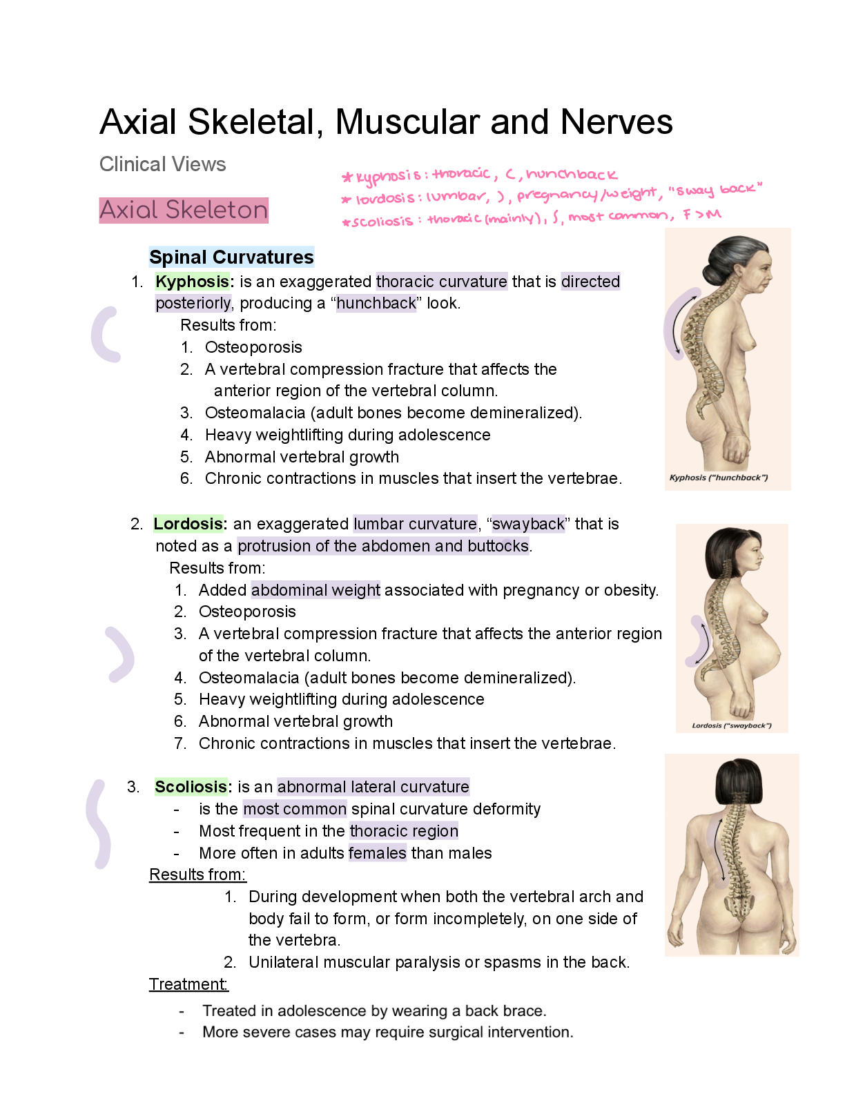 Preview image for Axial Skeletal, Muscular and Nerves Notes