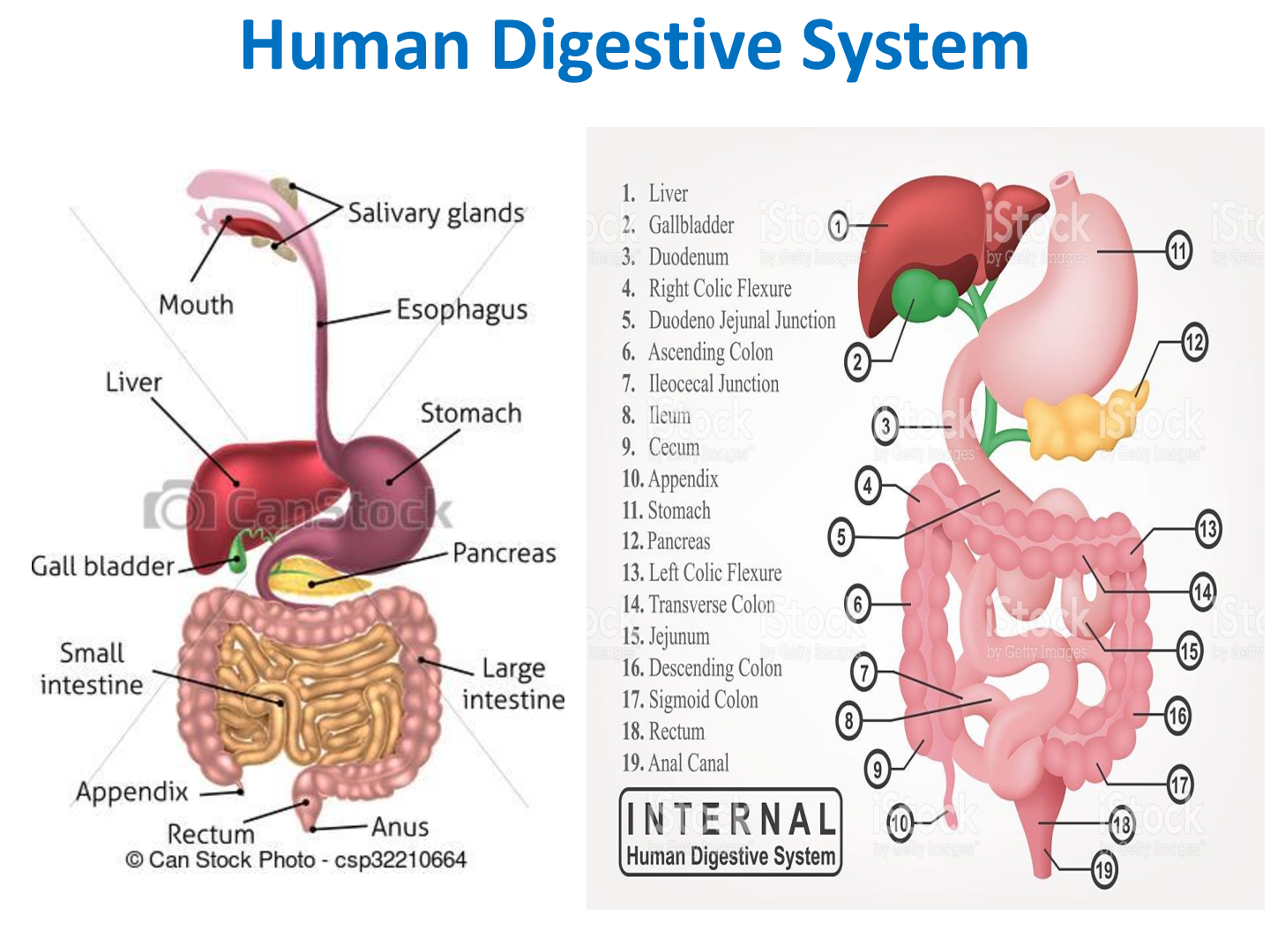 Recommended document preview for Human Digestive System