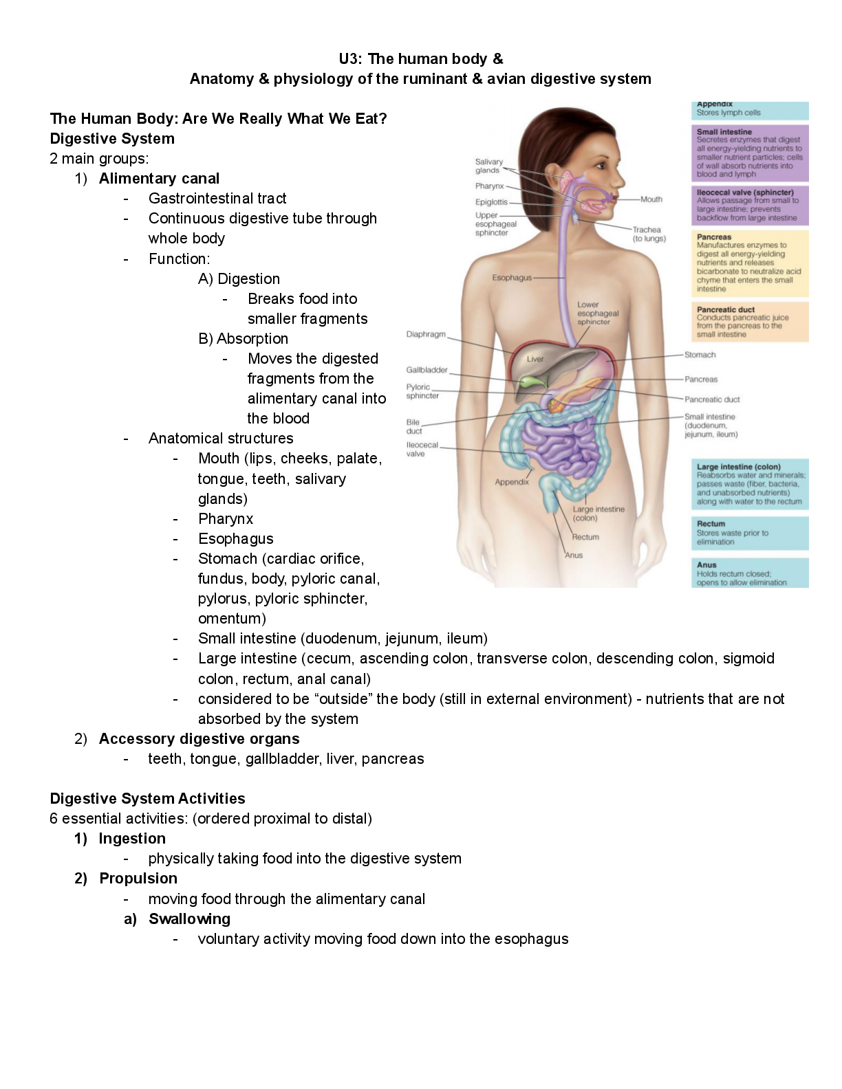 Recommended document preview for The human body & Anatomy & physiology of the ruminant & avian digestive system