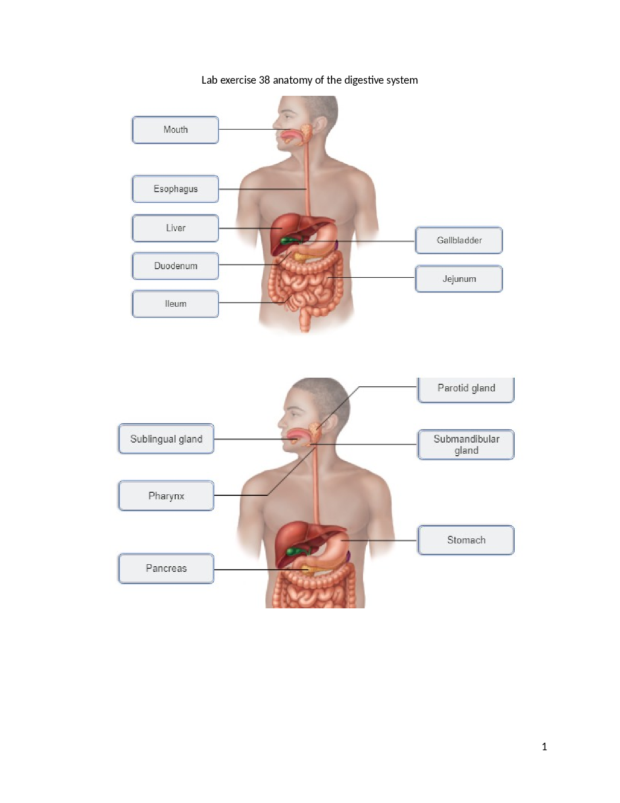Preview of Lab exercise 38 anatomy of the digestive system