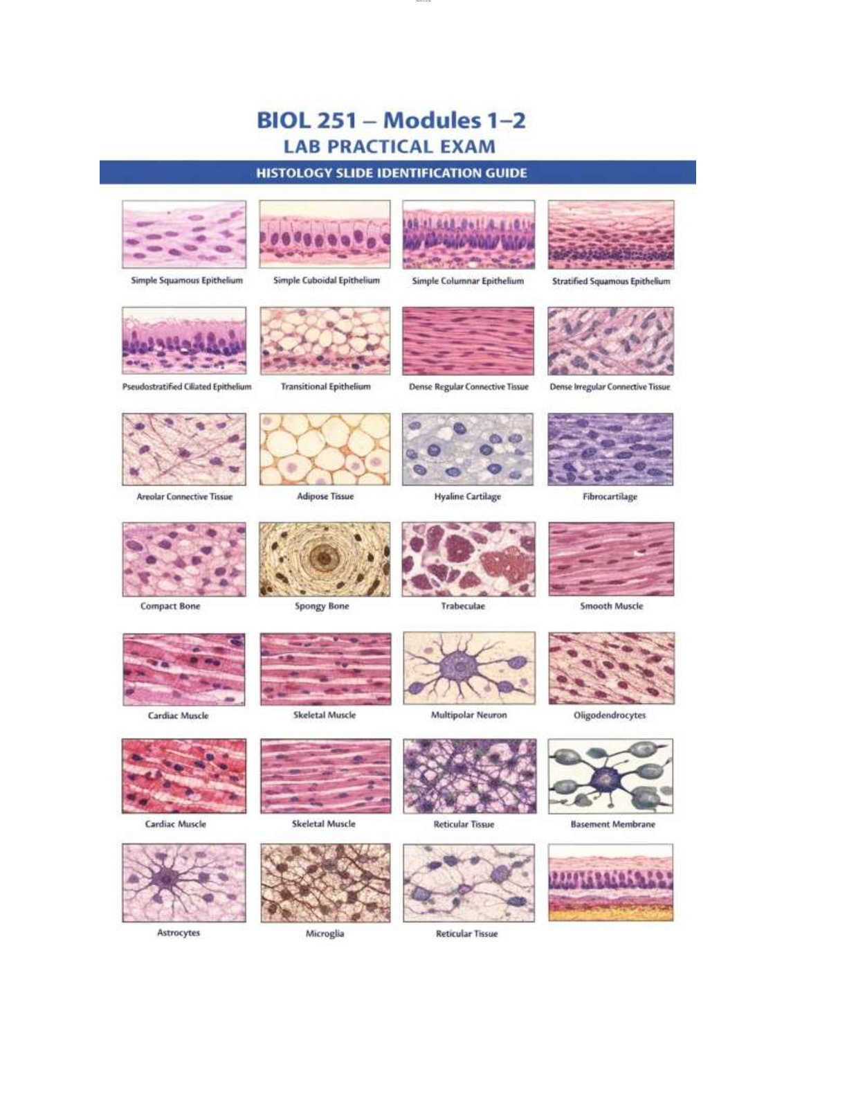 Recommended document preview for BIOL 251 HUMAN ANATOMY & PHYSIOLOGY I W/LAB |  MODULE 1 & 2 LAB PRACTICAL 2026 EXAM QUESTIONS AND CORRECT ANSWERS WITH RATIONALES GRADED A+