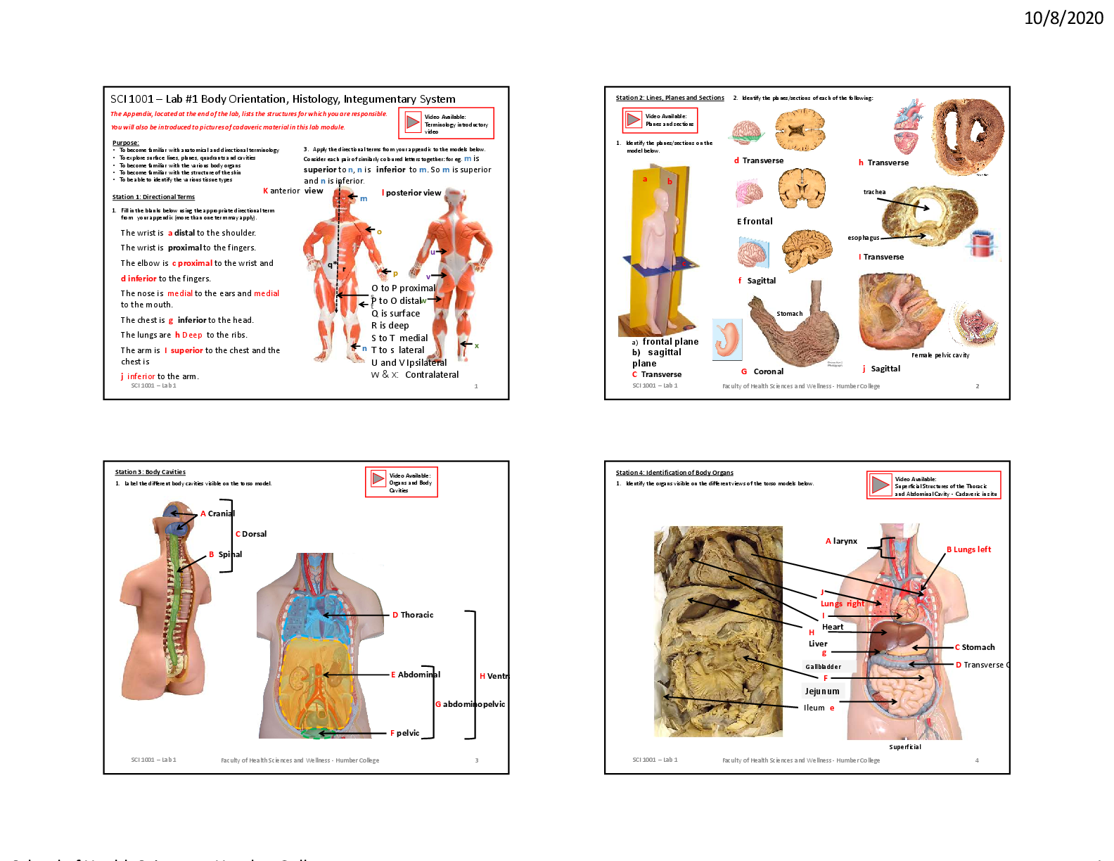 Recommended document preview for SCI 1001 – Lab #1 Body Orientation, Histology, Integumentary System