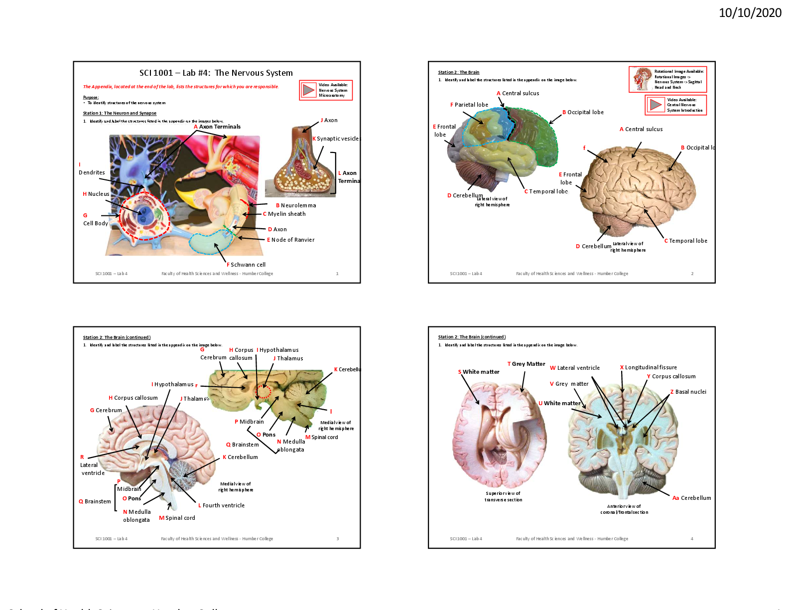 SCI 1001 – Lab #4: The Nervous System