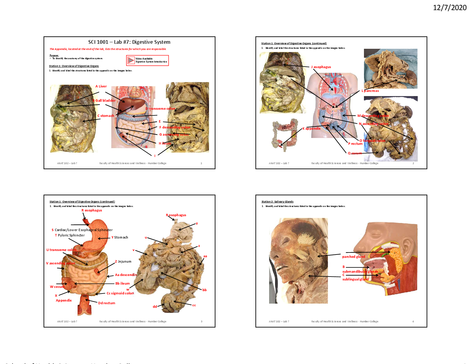 SCI 1001 – Lab #7: Digestive System
