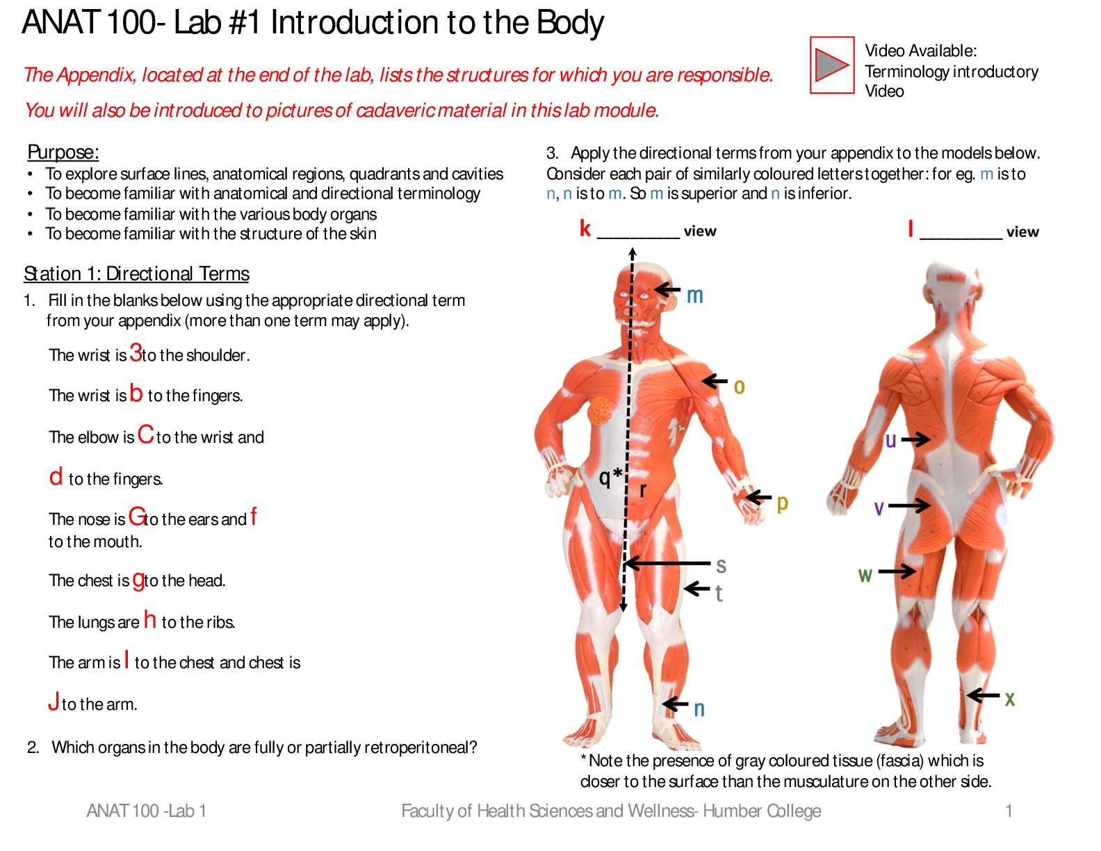Preview of ANAT 100 Basic Human Anatomy - Lab #1 Introduction to the Body