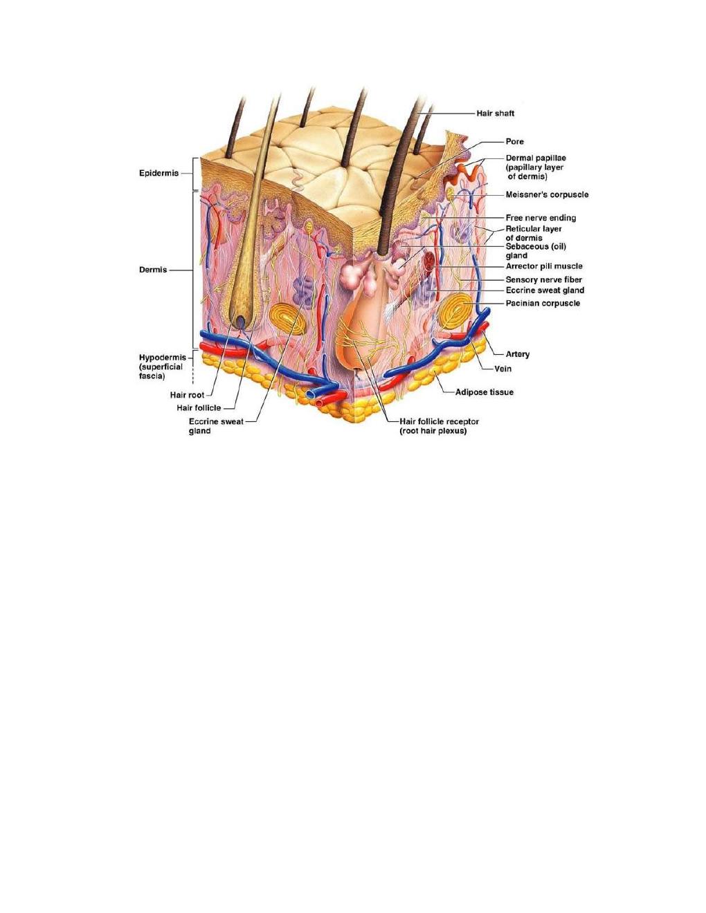 Preview page 4 of ATI TEAS 6 General Anatomy and Physiology