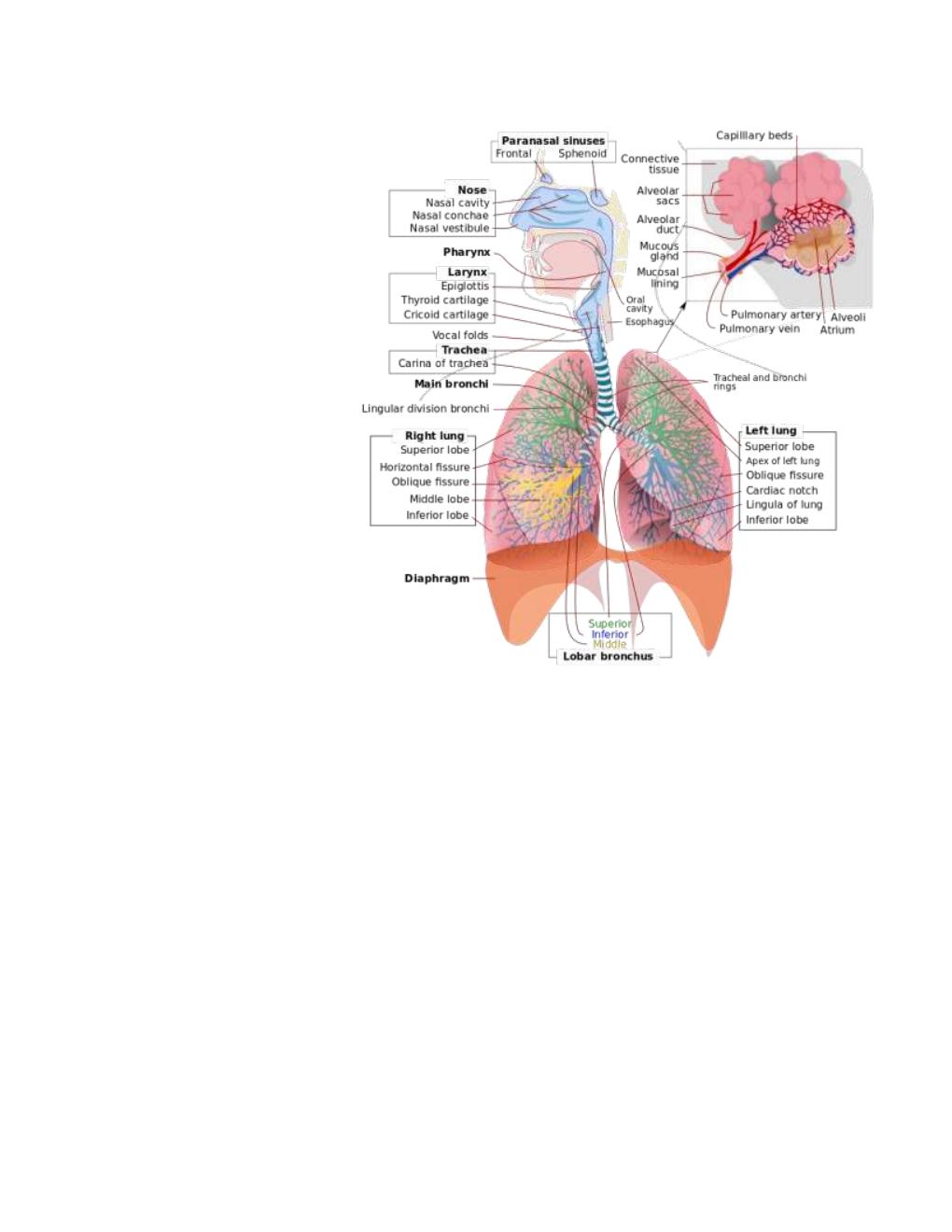 Preview page 6 of ATI TEAS 6 General Anatomy and Physiology