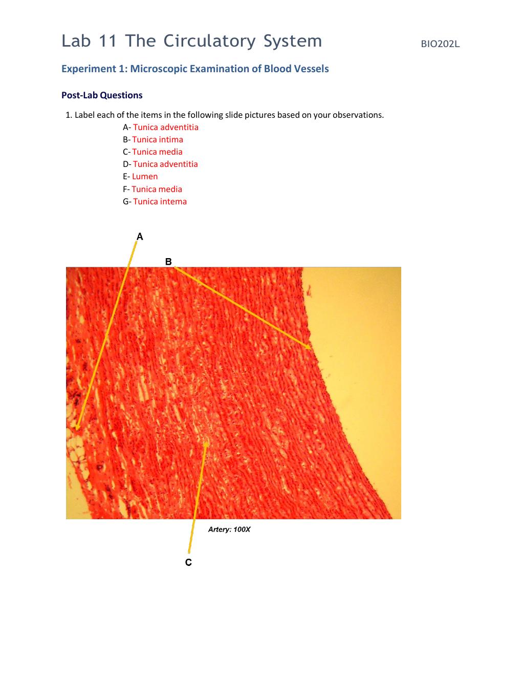 Preview page 2 of BIO 202L Lab 11 Worksheet - The Circulatory System