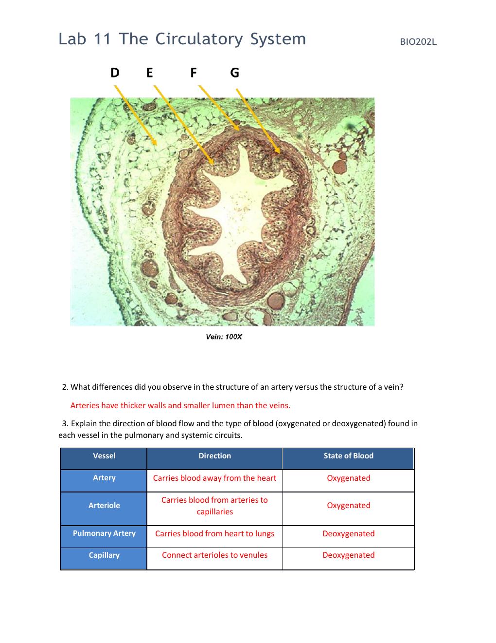 Preview page 3 of BIO 202L Lab 11 Worksheet - The Circulatory System