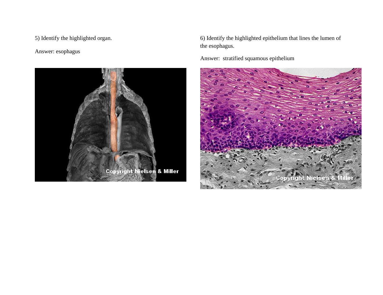 Preview page 3 of BIO 206 Digestive System - Lab Assignment.docx