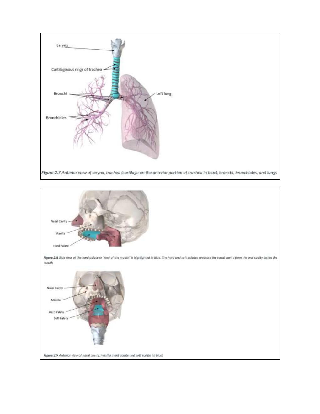 Preview page 2 of BIOD 151 Exam 2 Diagrams