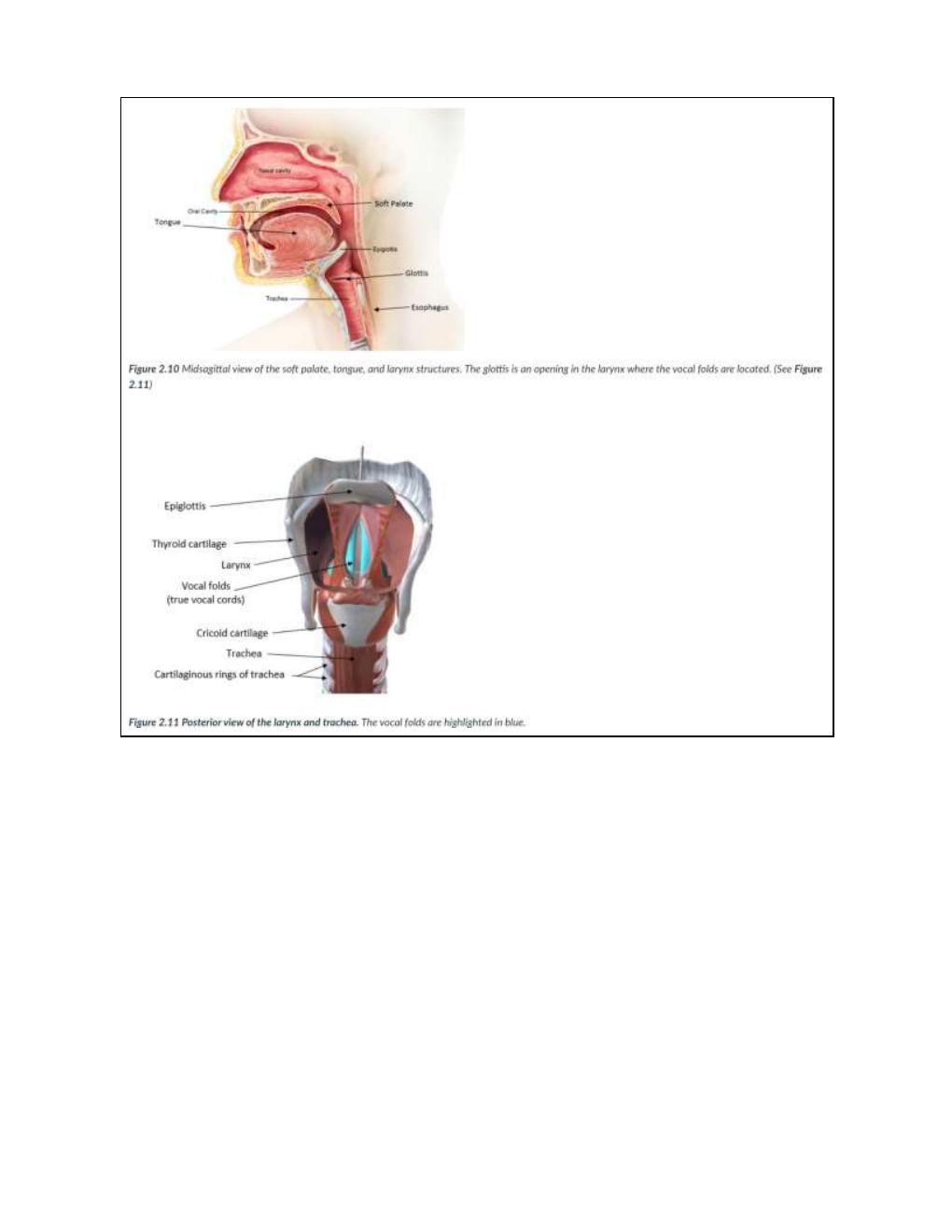 Preview page 3 of BIOD 151 Exam 2 Diagrams