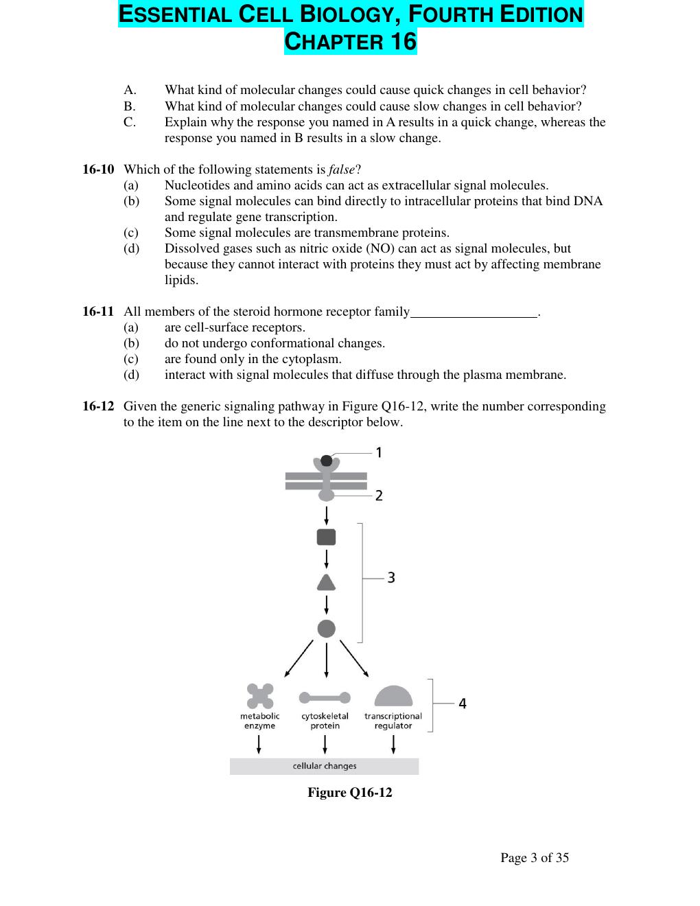 Preview page 3 of BIOL 3350 ESSENTIAL CELL BIOLOGY, FOURTH EDITION CHAPTER 16