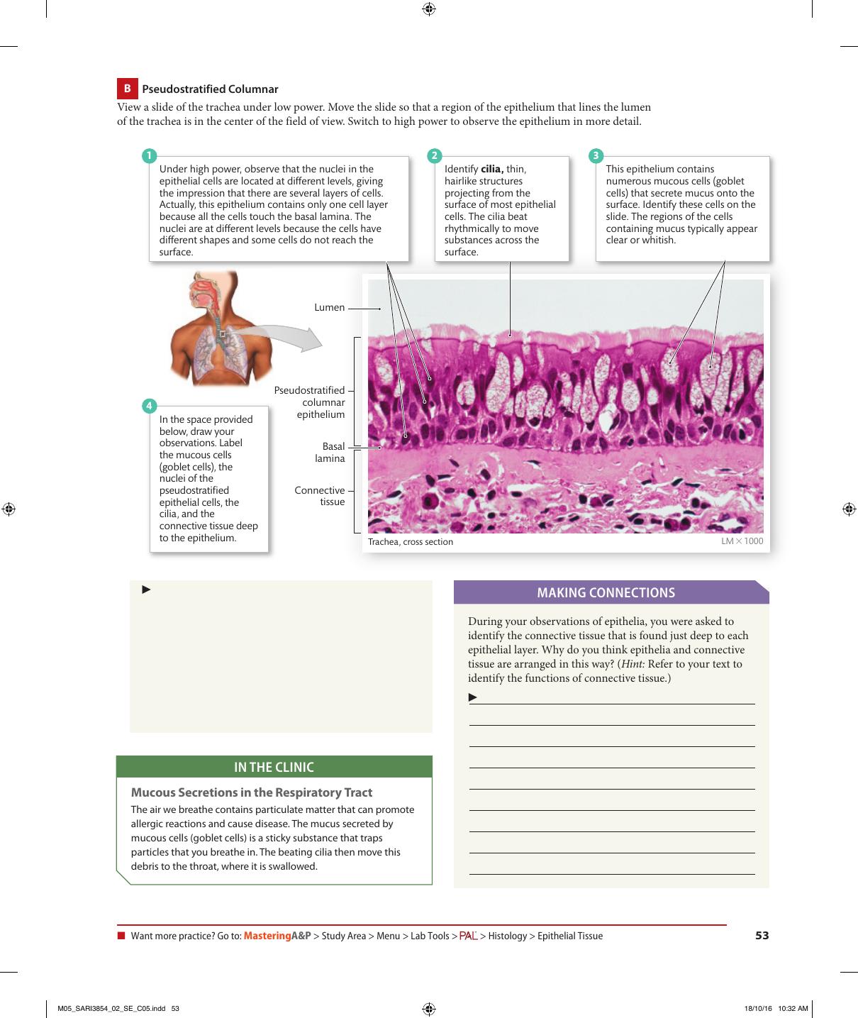 Preview page 5 of eBook Visual Anatomy & Physiology Lab Manual, Pig Version 2e Stephen Sarikas