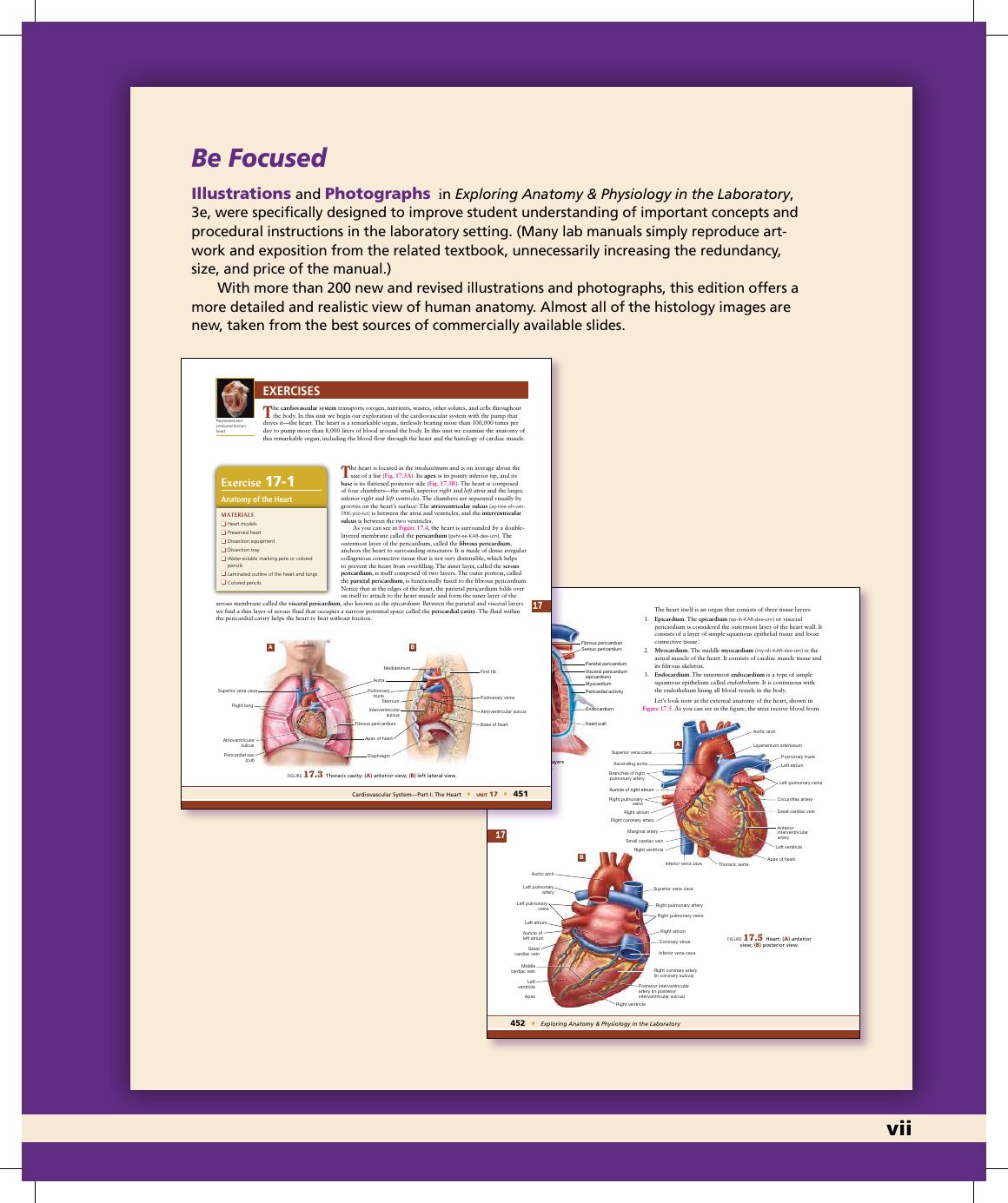 Preview page 8 of Exploring Anatomy and Physiology in the Laboratory 3rd Edition By Erin Amerman