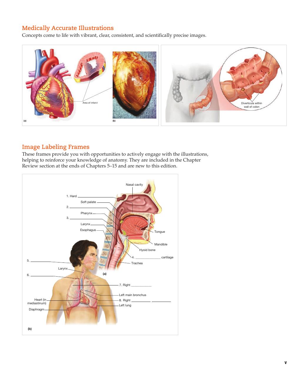 Preview page 7 of Medical terminology complete 4th Edition By Bruce Wingerd