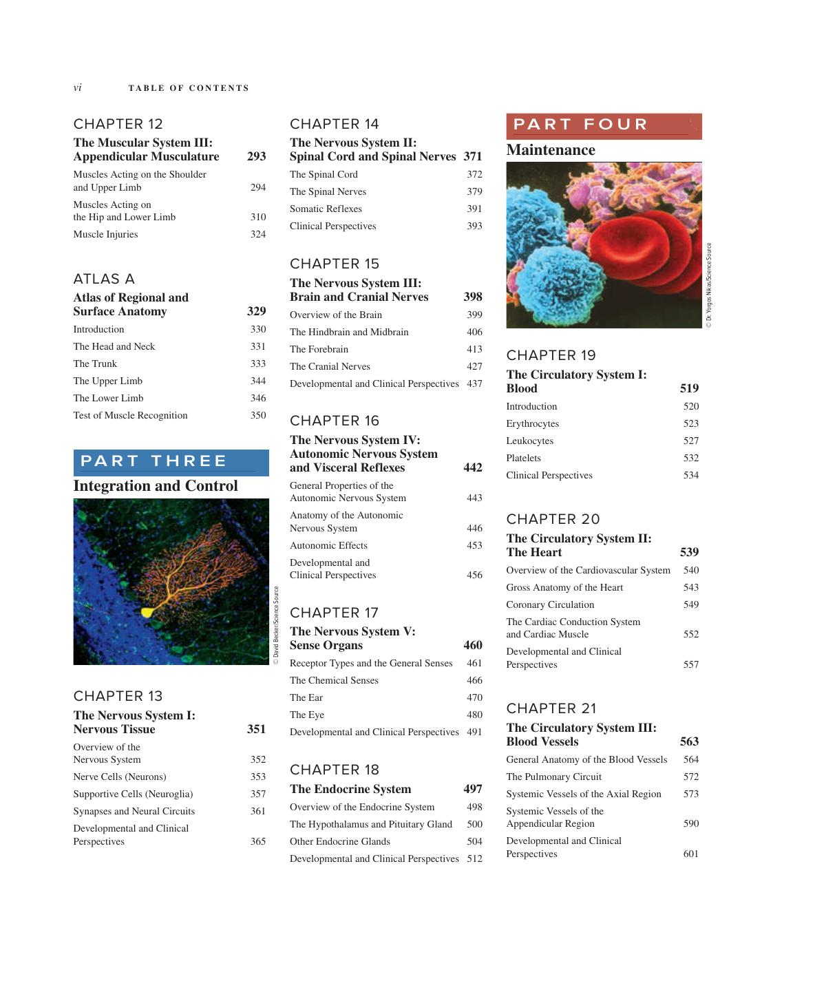 Preview page 7 of Human Anatomy 5th Edition By Kenneth Saladin