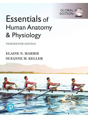 Preview of eBook PDF Essentials of Human Anatomy and Physiology Global Edition 13th Edition By Elaine