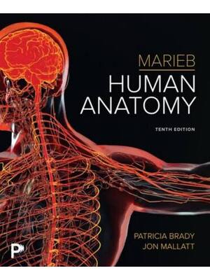 Preview of Test Bank for Human Anatomy 10th Edition By Patricia Brady, Jon Mallatt