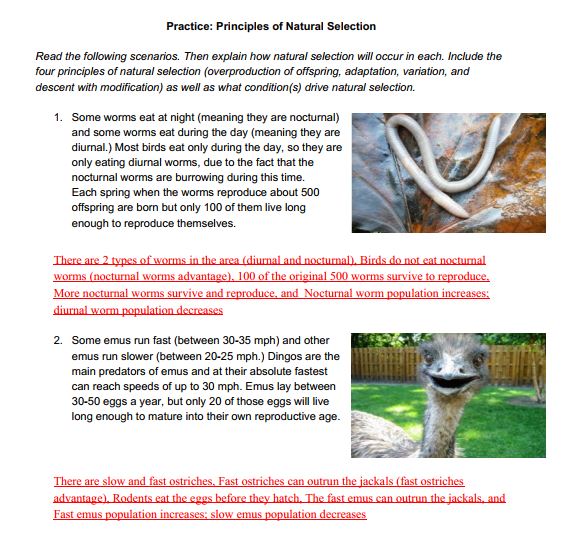 biology-03051g0502-practice-principles-of-natural-selection