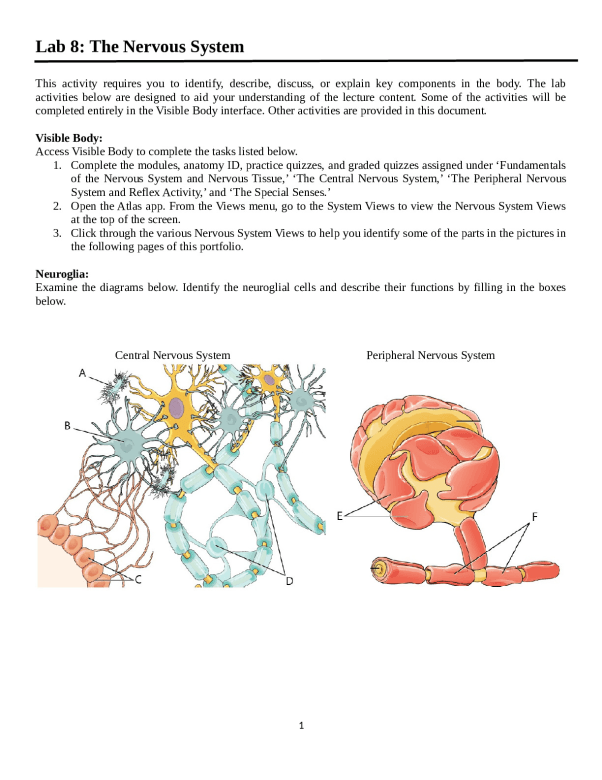 Lab_8_Nervous_System__1_.docx