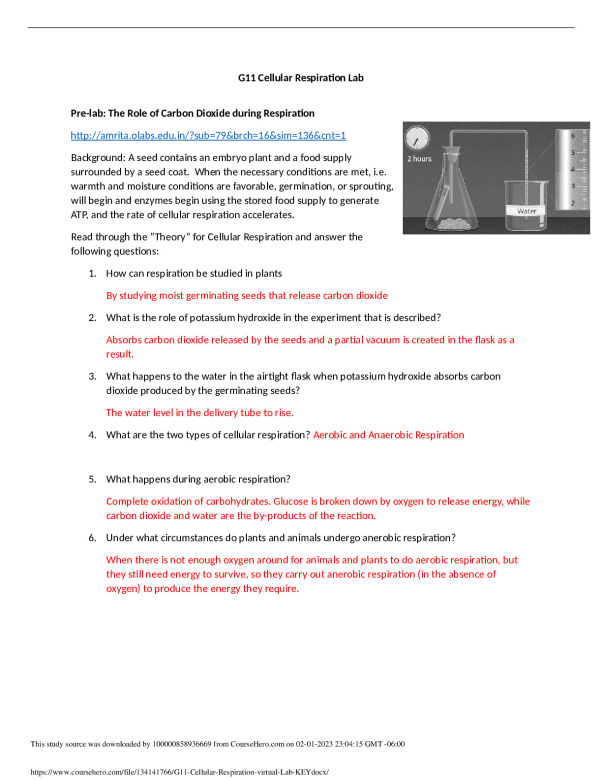 G11 Cellular Respiration virtual Lab KEY  Amanda Elzy High School AP ECON 101 preview image