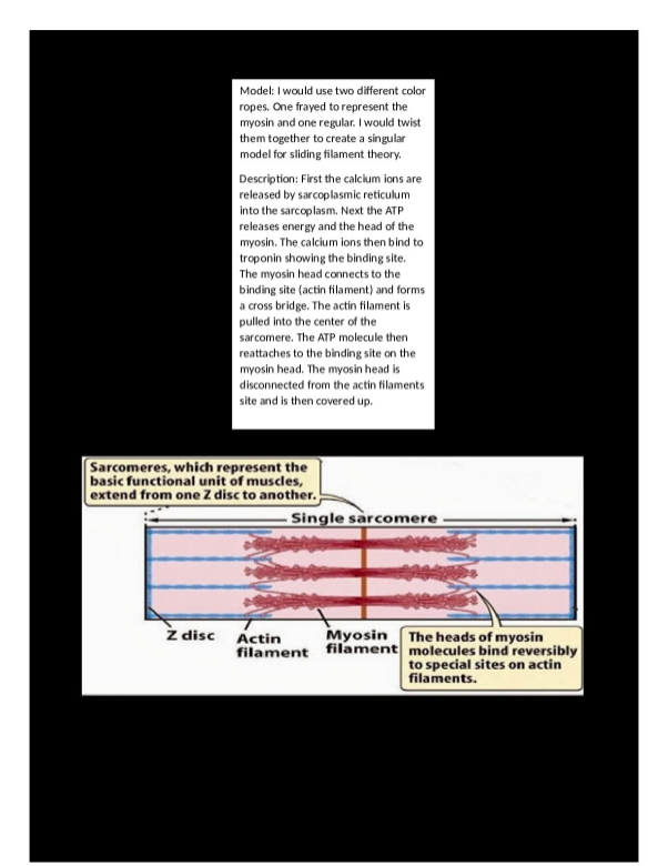 02.03_Muscle_Contraction_.docx
