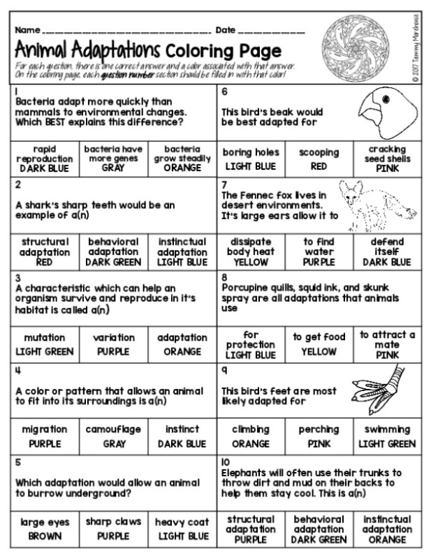 animal adaptations coloring bundle