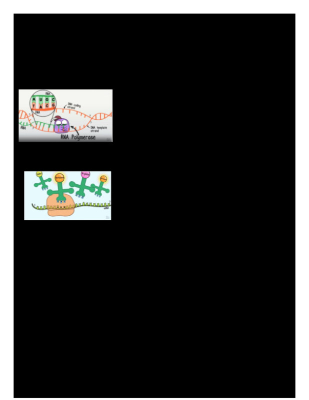 Protein_Synthesis_Activity.pdf