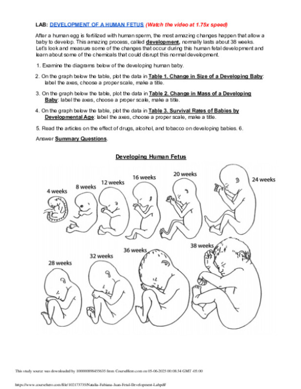 Natalia__Fabiana__Juan___Fetal_Development_Lab.pdf