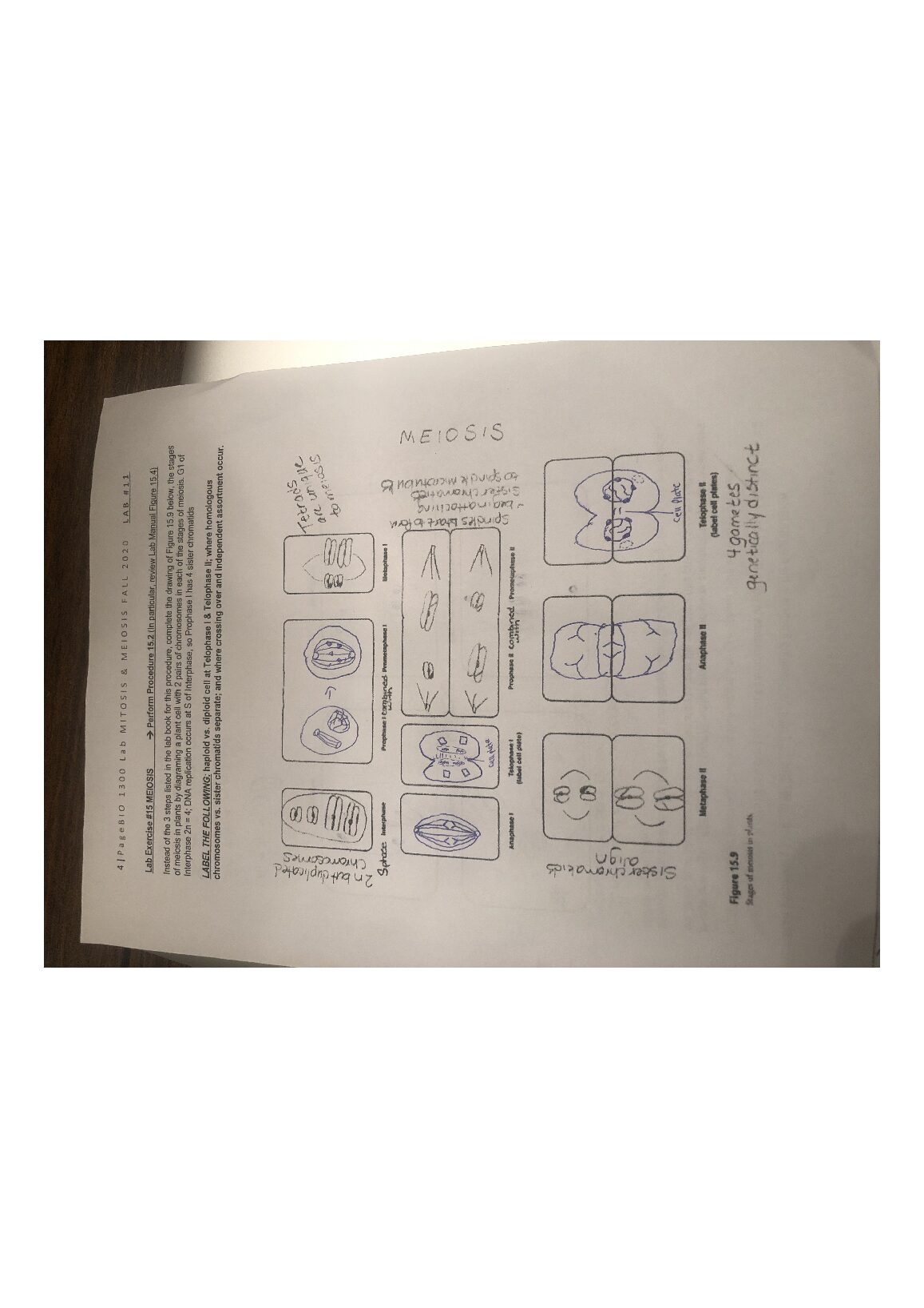 Bio_Lab_11_pic_4.jpg.pdf Preview 1