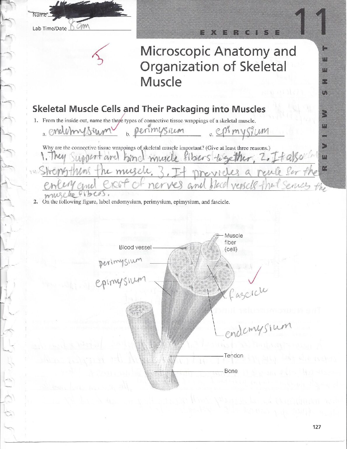 Exercise 11 microscopic anatomy and organization of skeletal muscle review sheet preview image