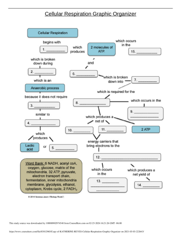 Copy_of_KATHERINE_REYES___Cellular_Respiration_Graphic_Organizer_on_2021_03_03_222643