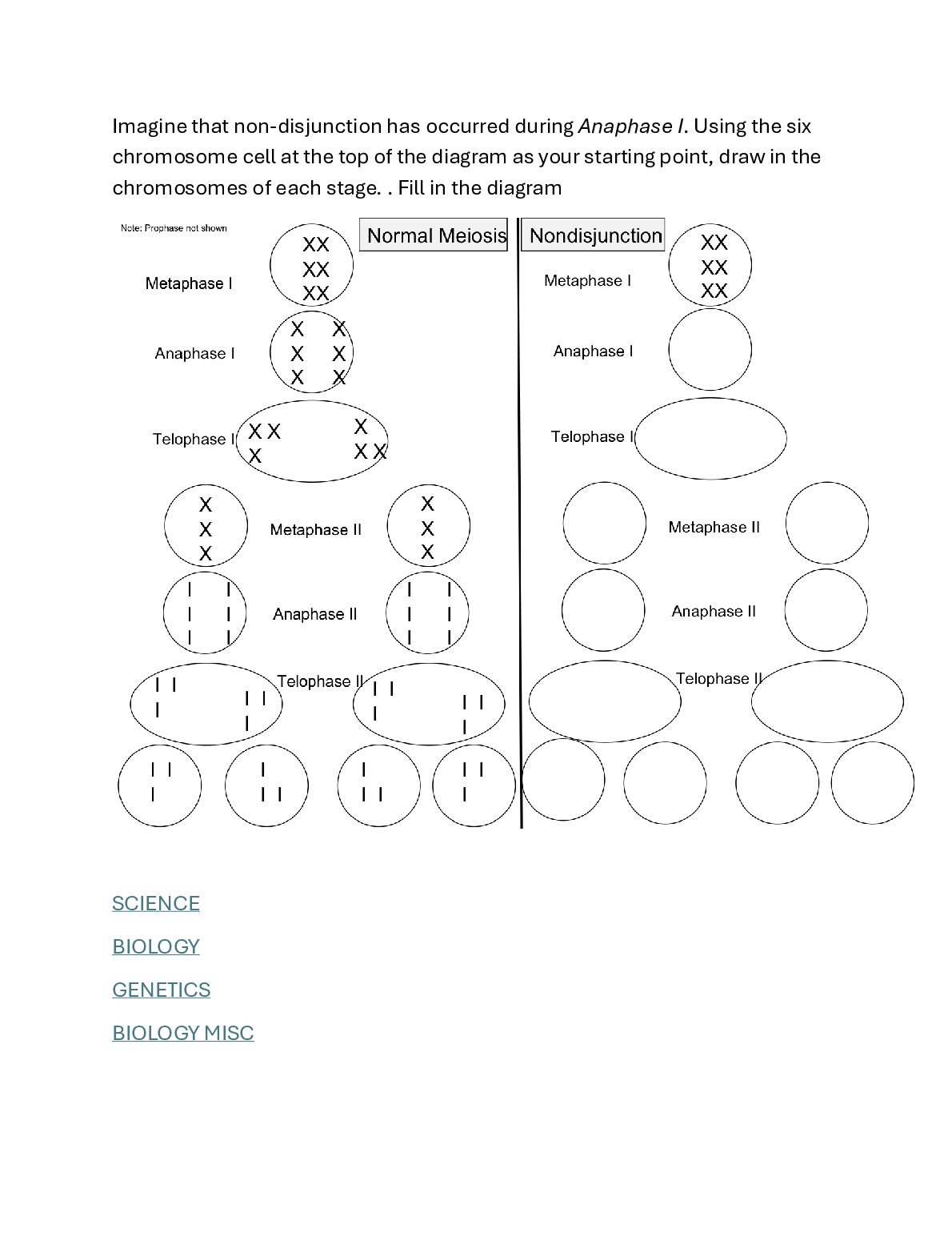 Imagine that non-disjunction has occurred during Anaphase I. .pdf Preview 1