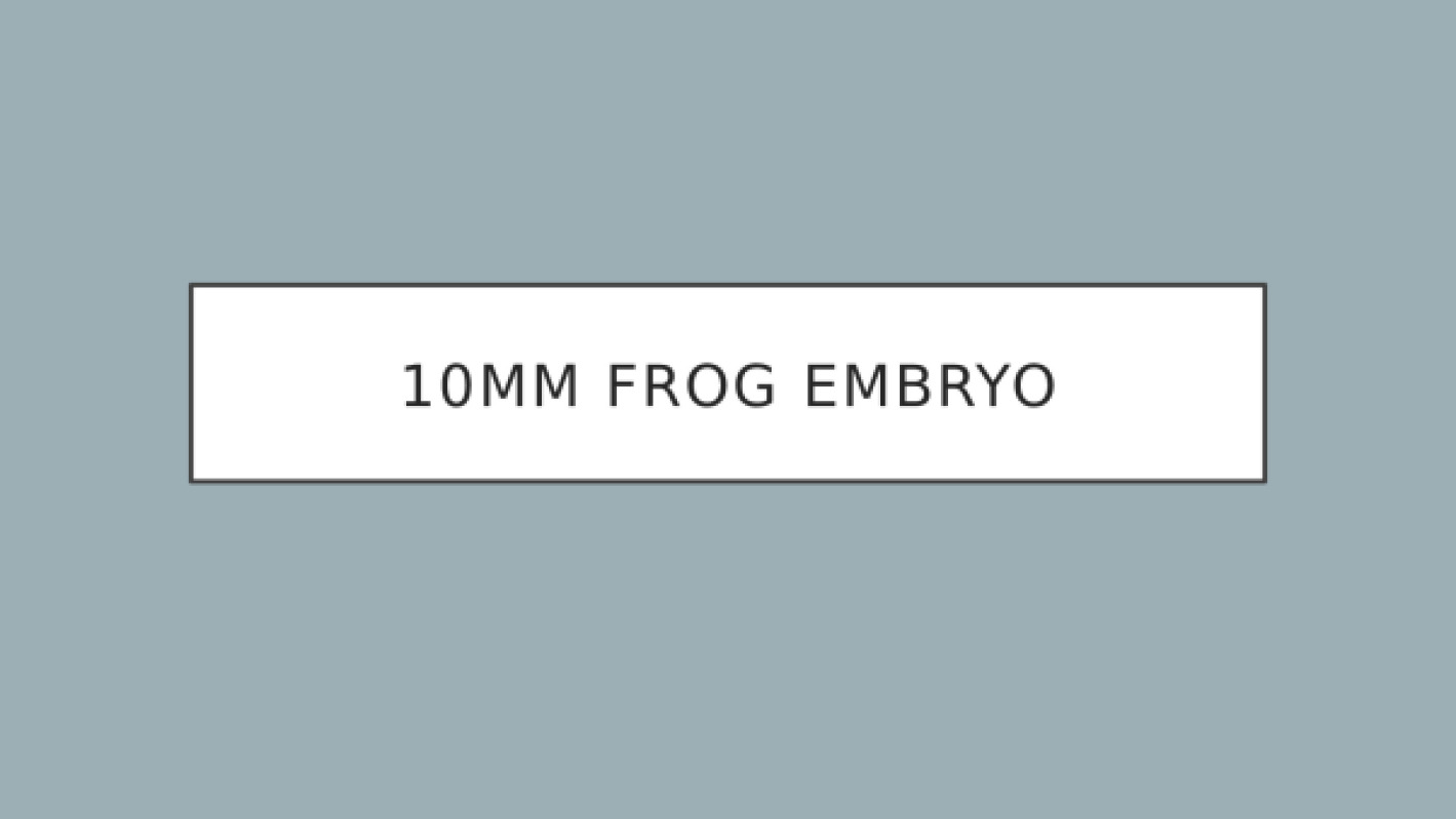 10mm_frog_embryo__1_.pptx