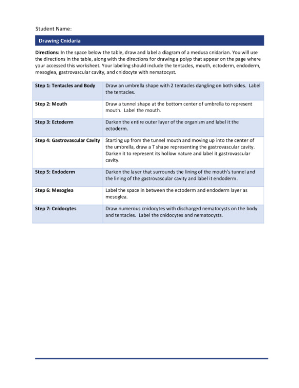 DrawingCnidaria_worksheet.pdf