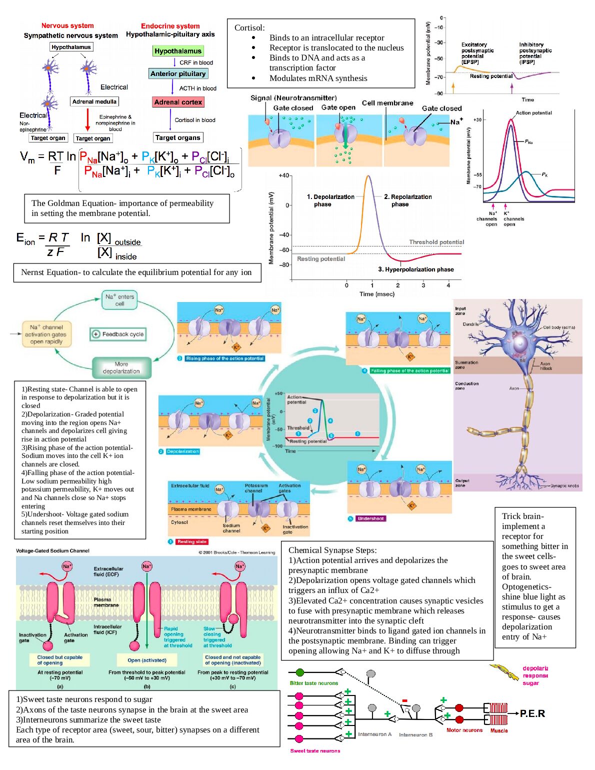bio_260_cheat_sheet_midterm_2.docx.pdf Preview 1