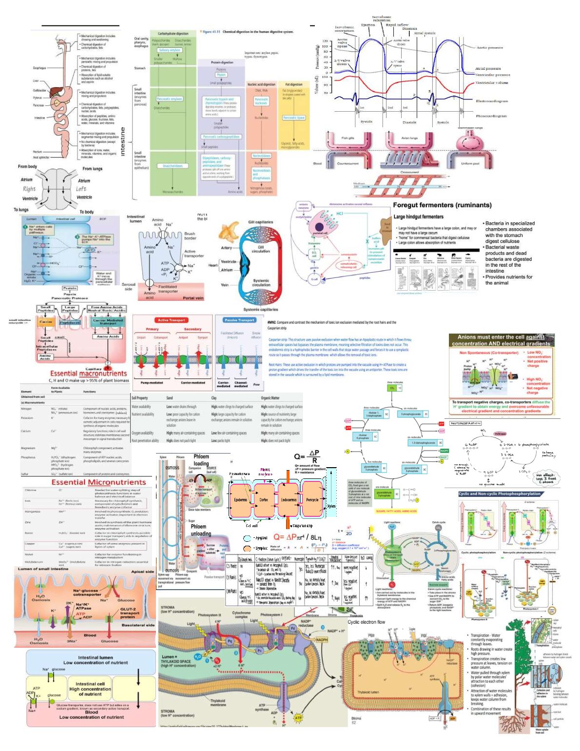 bio_260_cheat_sheet_final.pdf-compressed.pdf Preview 1