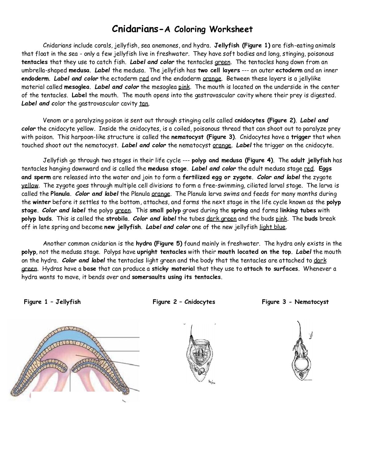 Cnidaria_Coloring.pdf.pdf Preview 1