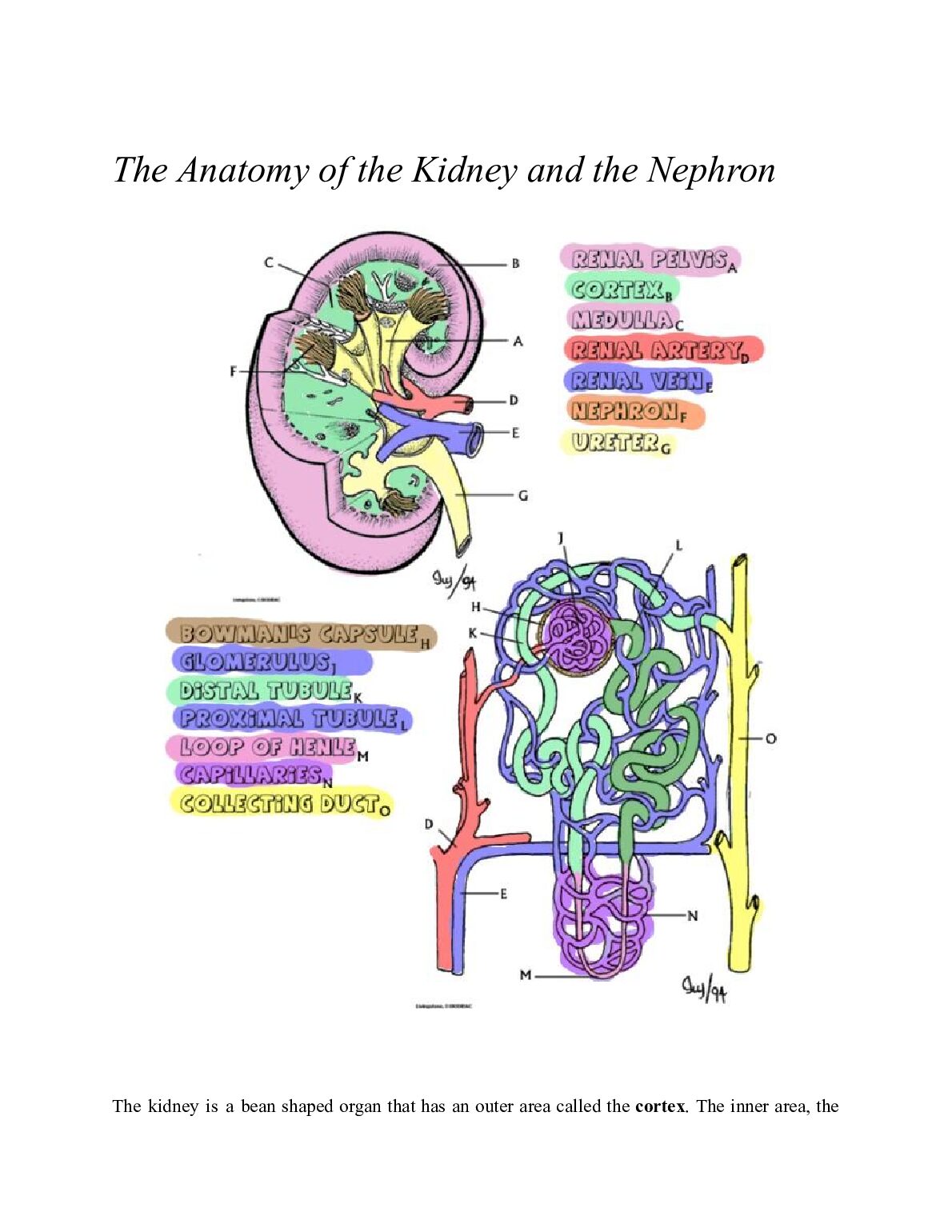 The_Anatomy_of_the_Kidney_and_the_Nephron.pdf.pdf Preview 1