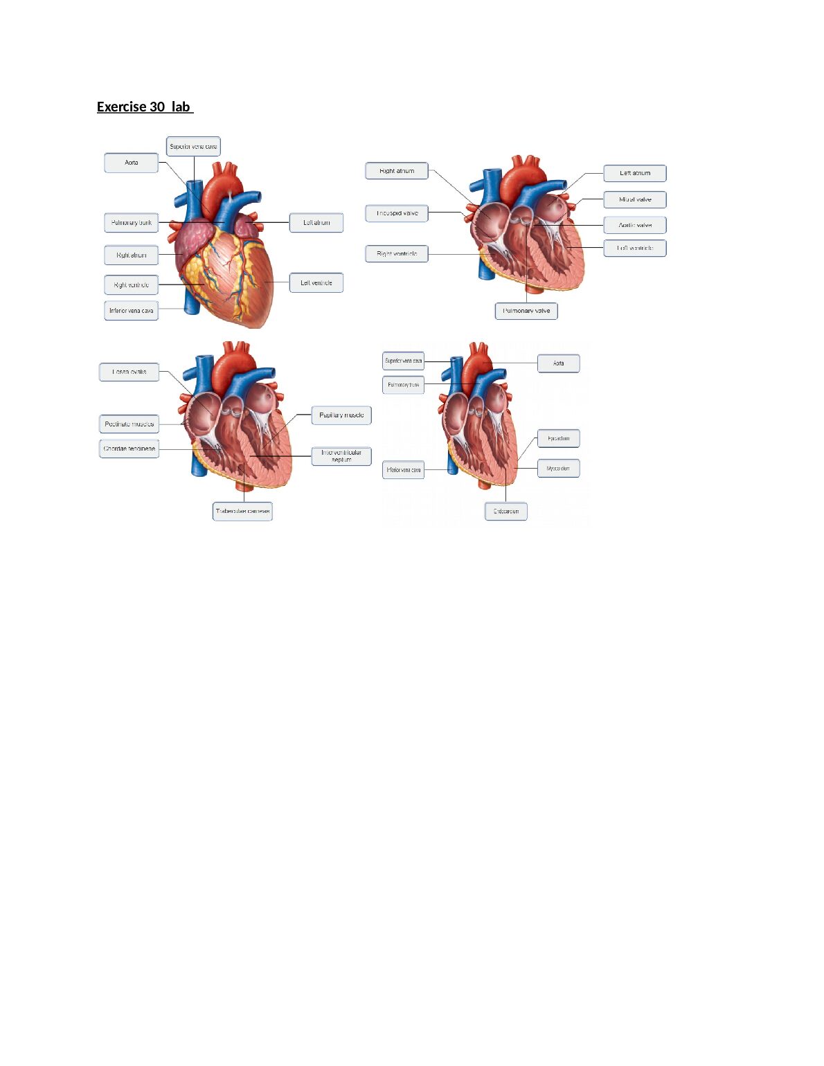 APlab30exercise.docx.pdf Preview 1
