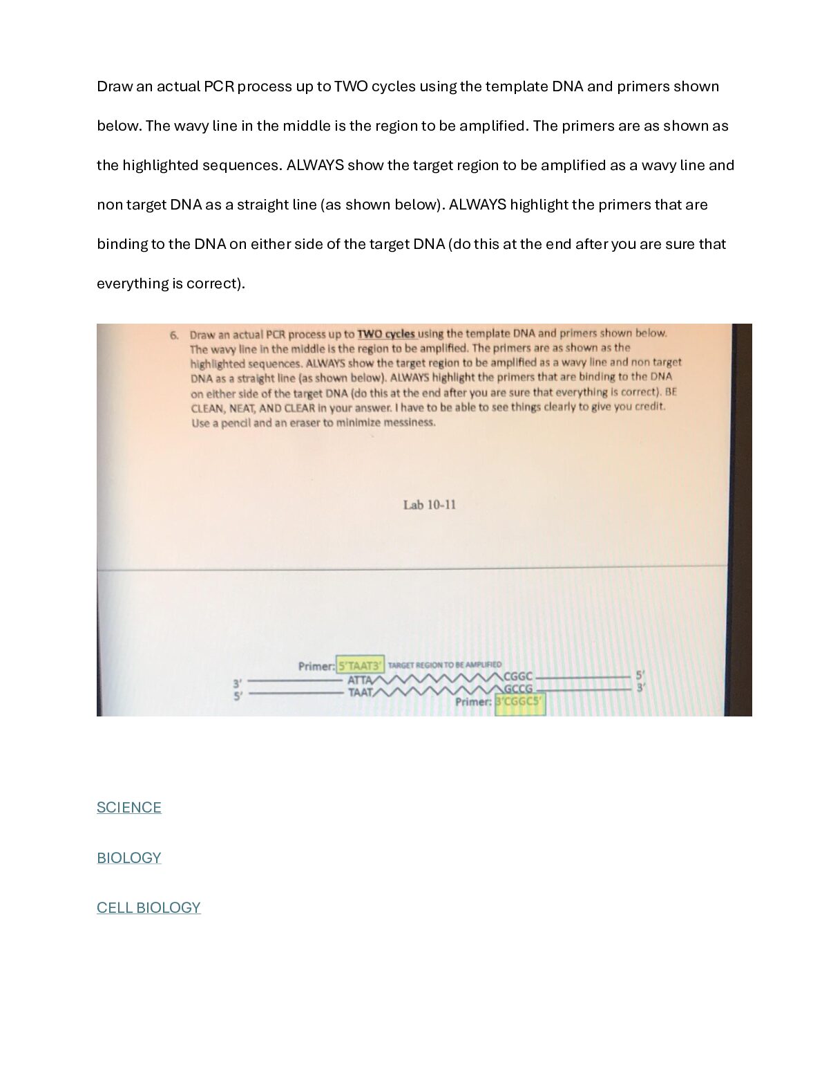 Draw an actual PCR process up to TWO cycles using the template DNA and primers  .pdf Preview 1